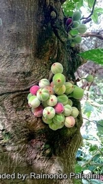28976 RapCactus Raimondo Paladini