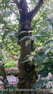 28977 RapCactus Raimondo Paladini