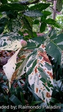 28979 RapCactus Raimondo Paladini