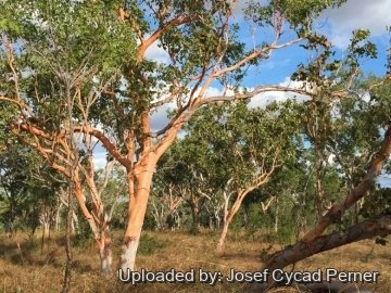24738 josef Josef Cycad Perner