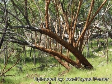 24938 josef Josef Cycad Perner