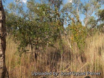 24939 josef Josef Cycad Perner