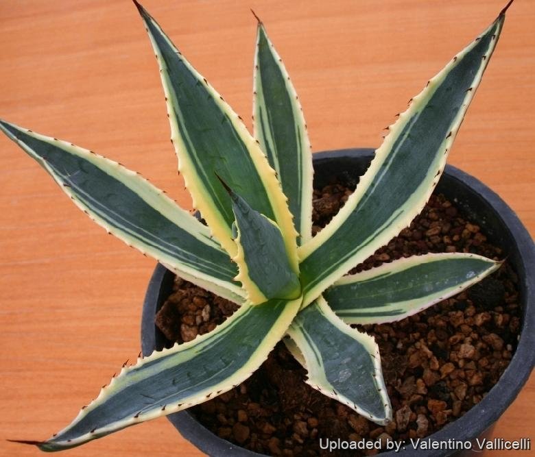 Agave americana 'marginata'