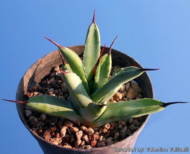 Agave macroacantha ''viridis''