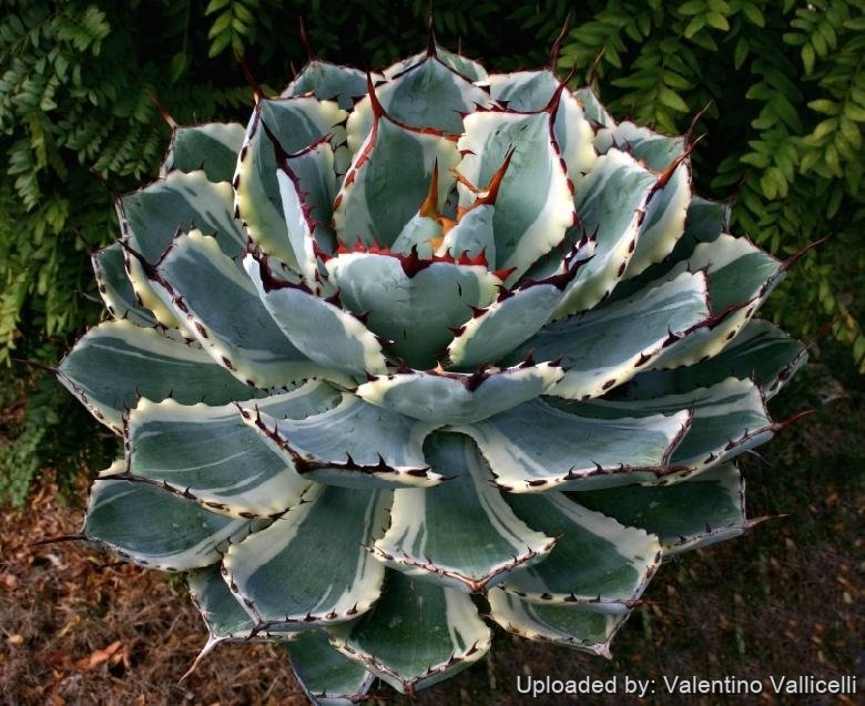 Agave potatorum ''Kichijokan'' (marginata alba)