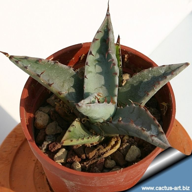 Agave zebra