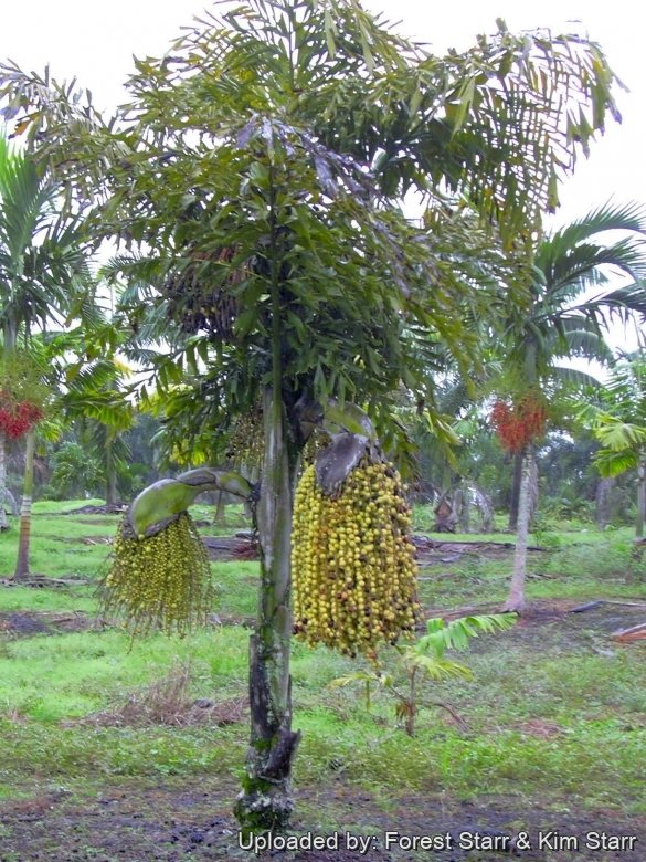 Habit at Hilo, Hawaii (USA). November 18, 2003.