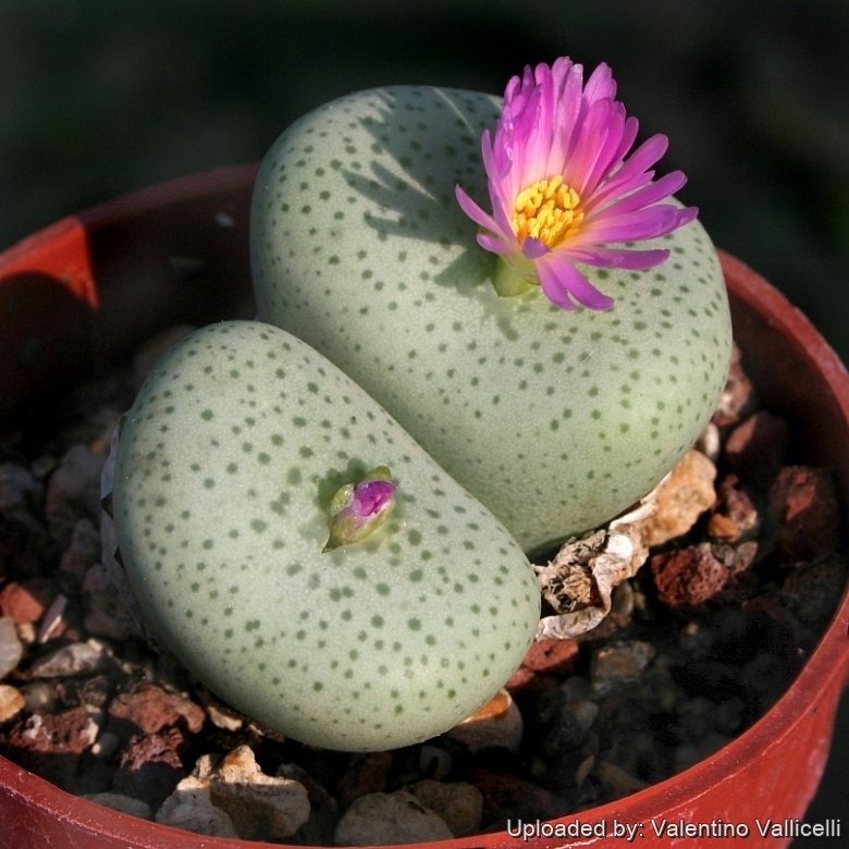 Conophytum wettsteinii var. speciosum