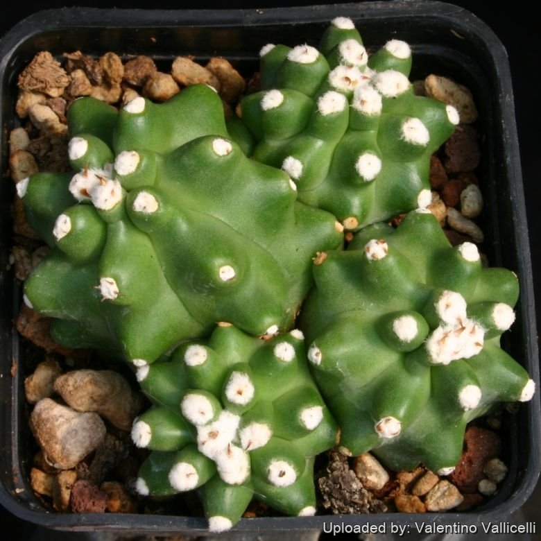 Echinocereus triglochidiatus &ldquo;inermis&rdquo;  ( a.k.a. subnudus )