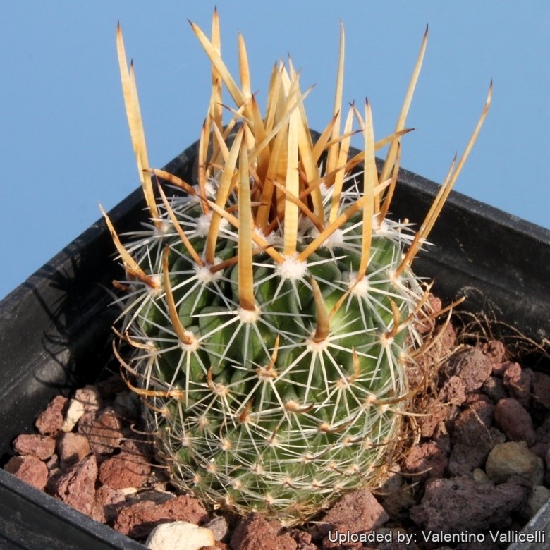 SB1883 South-West of Ascencion, Nuevo Leon, Mexico