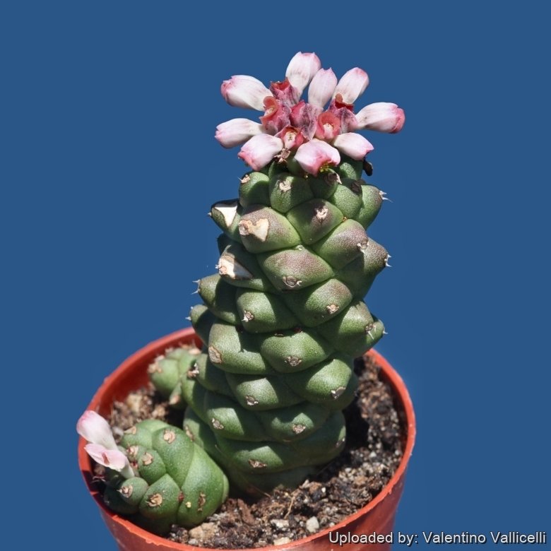 Euphorbia ritchiei subs. nyambensis