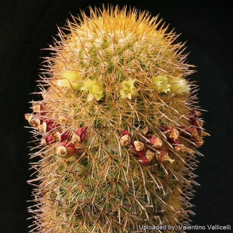 Mammillaria eriacantha