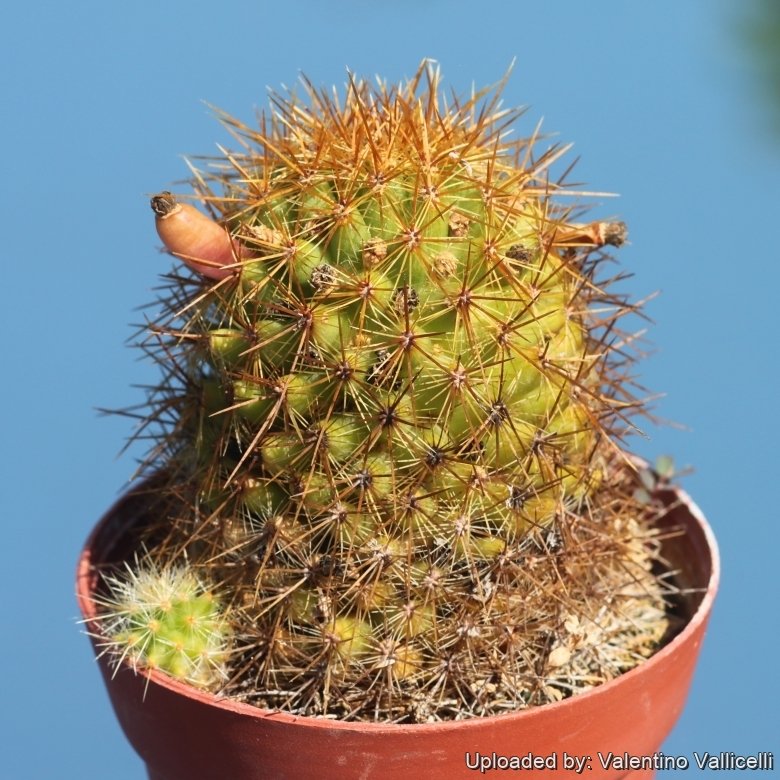 Mammillaria rekoi subs. aureispina