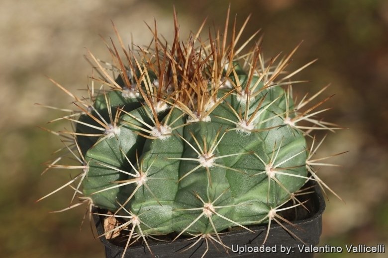 Melocactus glaucescens