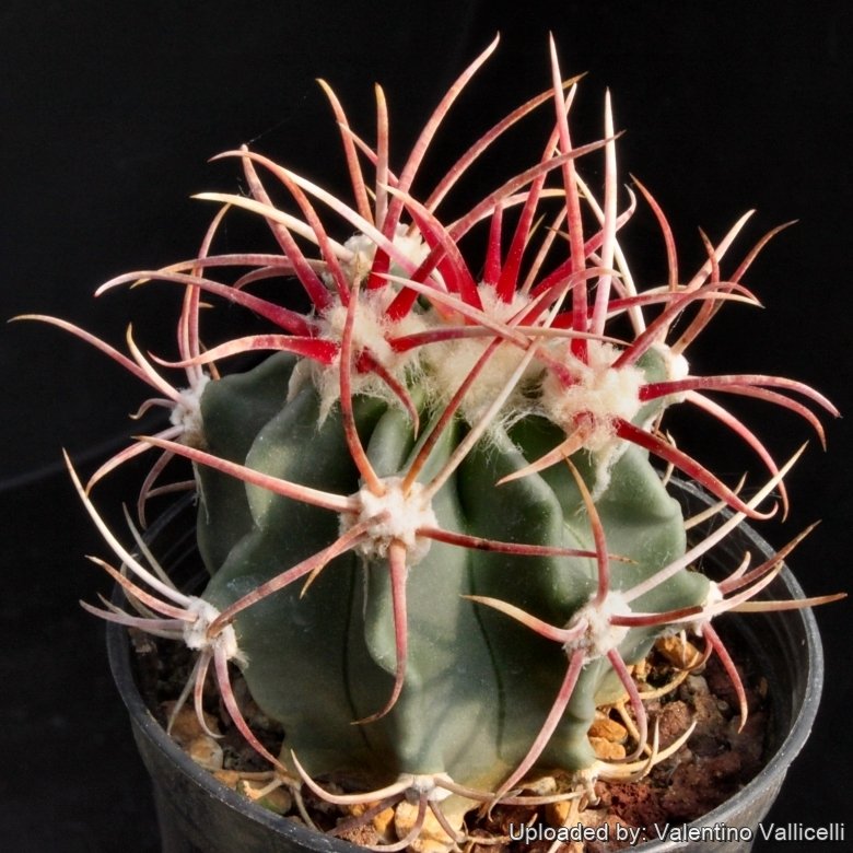 This species needs as much sun as possible and  careful watering, to stay compact with strong spines.