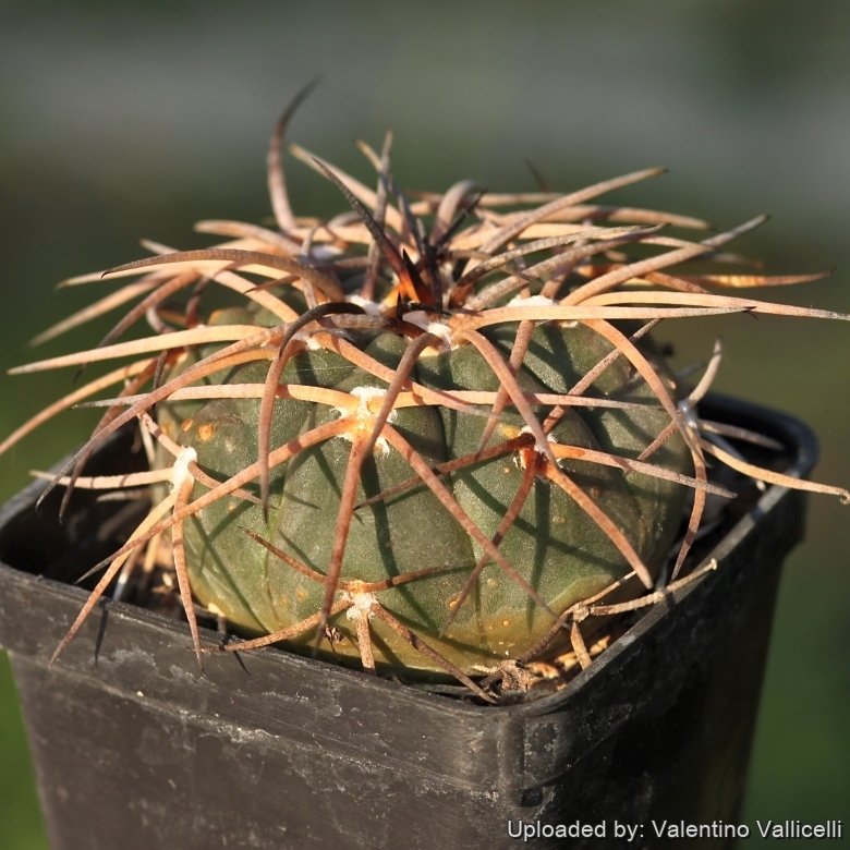 Cachipampa, Salta, Argentina.