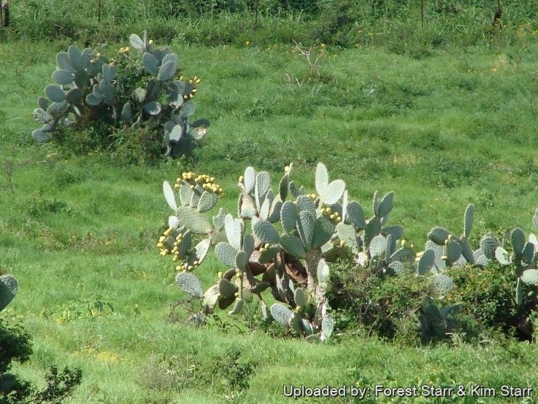 Fruiting habit at Old Kula Hwy Kula, Maui, Hawaii (USA). December 01, 2006.