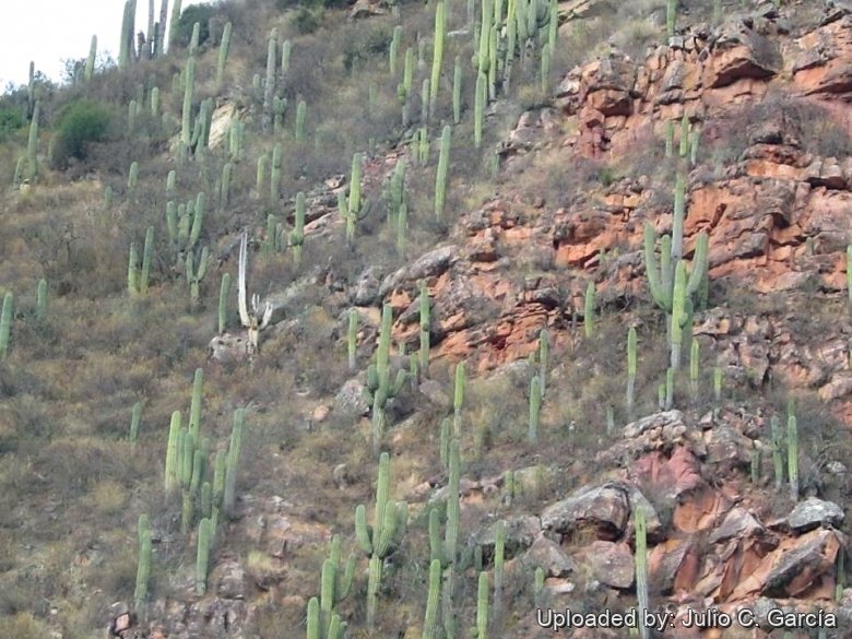 Valles Calchaquies, Salta.