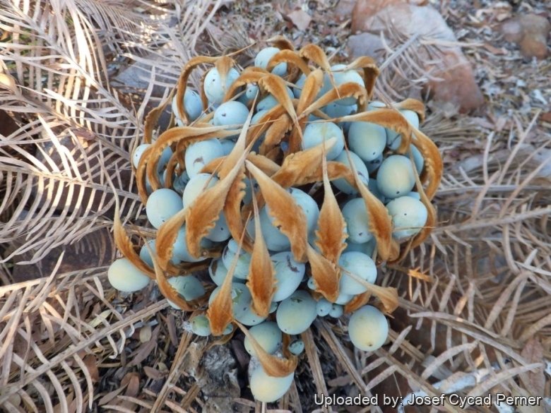 Cycas furfuracea. ( Kimbolton). Growing in the collection of Jurassic Cycad Gardens.