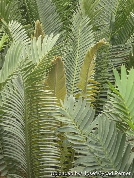 Bronze emergent leaves (rare form).