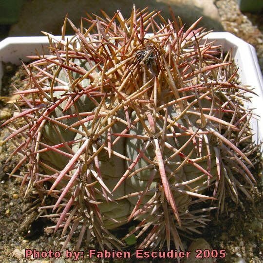 The body of this plant is a chalky blue colour, and some forms have magnificent spines.