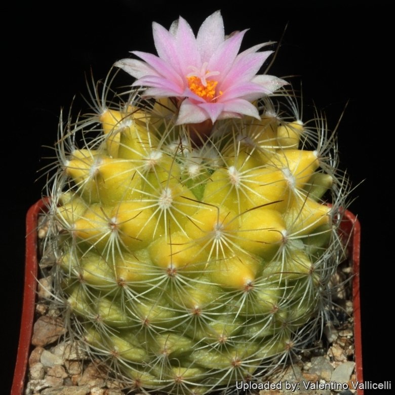 Seed grown specimen.