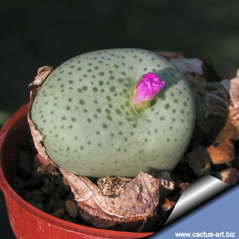 Conophytum wettsteinii var. speciosum