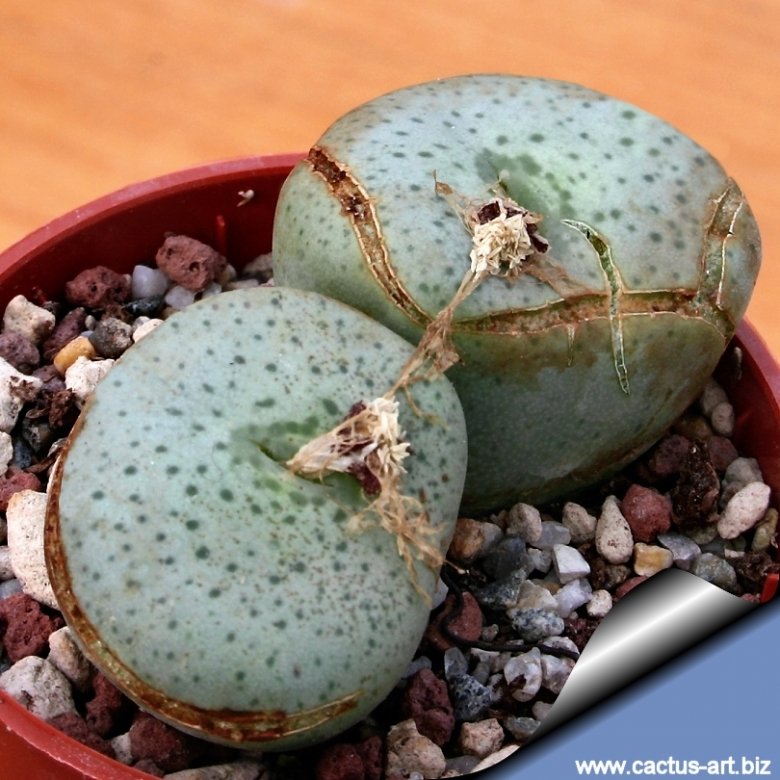 Conophytum wettsteinii var. speciosum