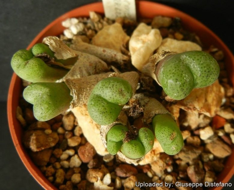Conophytum subincanum