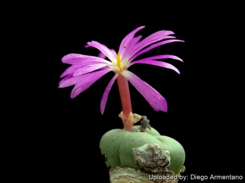 Conophytum minutum