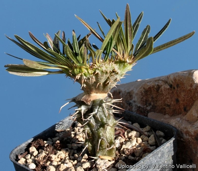 その他 MEDICOM TOY - Pachypodium rosulatum var. gracilius Pachypodium Rosulatum XL Gracilius Version CAIJUDEX by XIETU