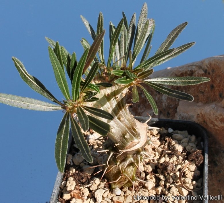 Pachypodium rosulatum subs. gracilius f. cristatum