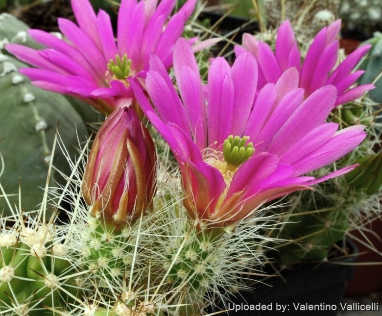 Echinocereus parkeri
