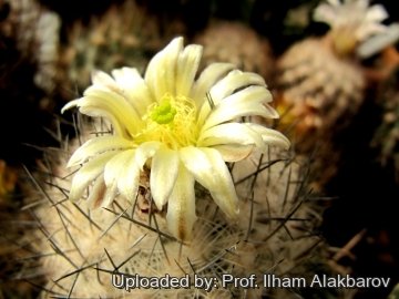 Echinomastus mariposensis