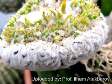 Astrophytum asterias cv. Superkabuto f. monstruosa
