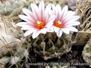 Turbinicarpus schmiedickeanus subs. andersonii