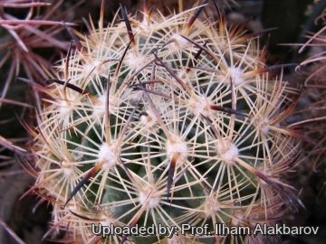 Echinomastus unguispinus