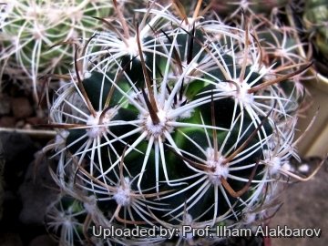 Pediocactus sileri