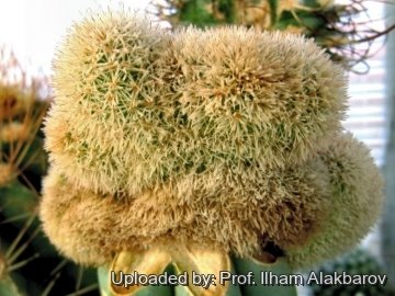 Haageocereus lanugispinus f. cristatus