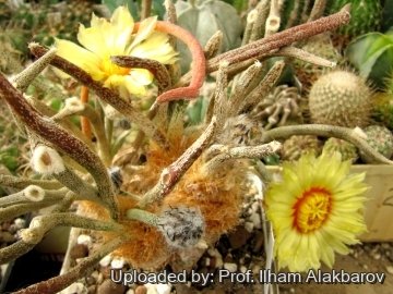 Astrophytum caput-medusae