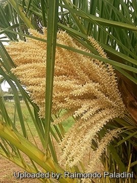 Phoenix canariensis