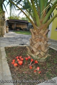 Haemanthus coccineus
