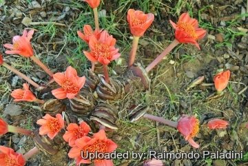 Haemanthus coccineus