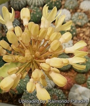 Desmidorchis tardellii