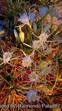 Pancratium maritimum