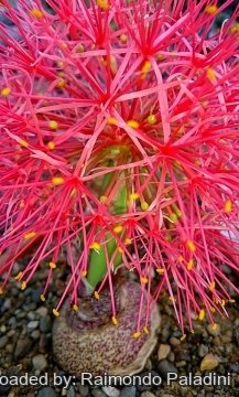 Scadoxus multiflorus
