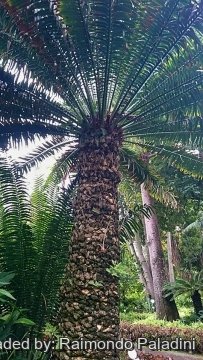 Encephalartos laurentianus
