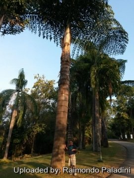 Caryota gigas