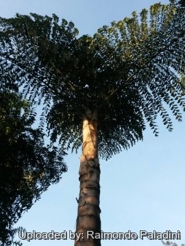 Caryota gigas
