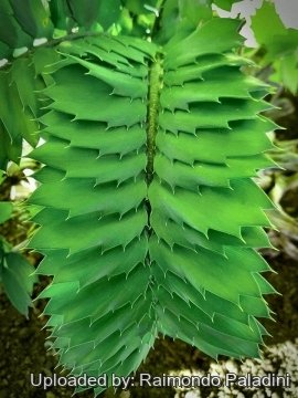 Encephalartos ferox